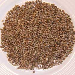 hemp seeds